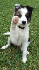 Funny Money Performance Puppy Class